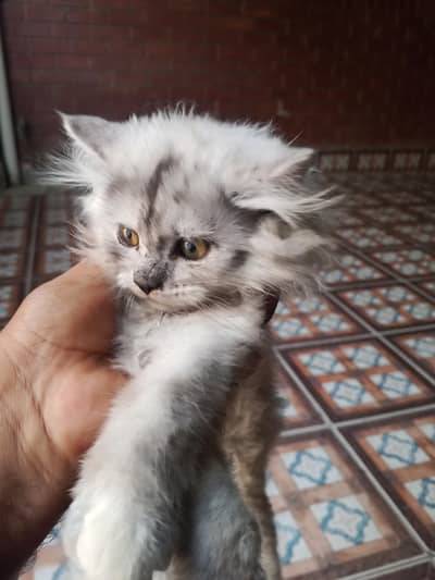 cat very good