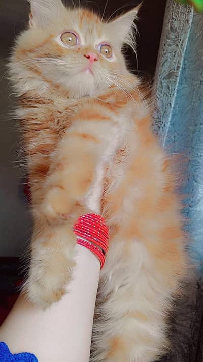 persian kitten looking for a new home