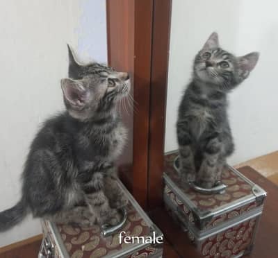2 Persian cats