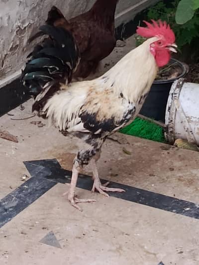 desi cock, hen , murgha