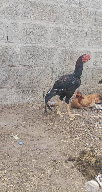 Aseel patha for sale