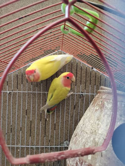 Proven 2x Breeder Lutino Red-Eye Lovebird Pair | Healthy & Active