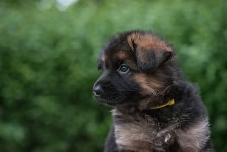 German shepherd puppies Available for sale