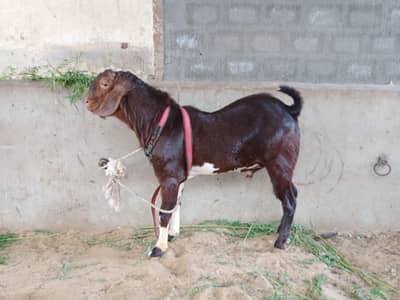 Ando breeder teddy bakra for sale urgent