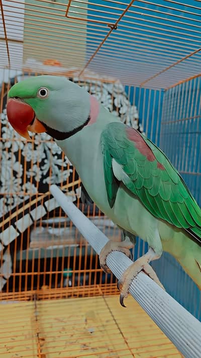 raw parrot male hand Tame
