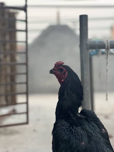 Pure Black dragon imported Birds
