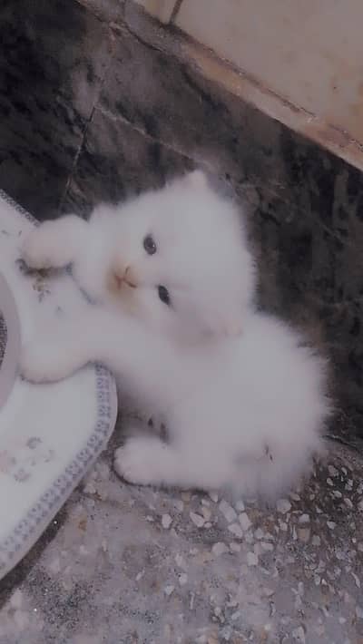 kitten