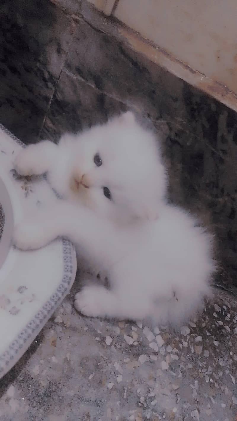kitten 0