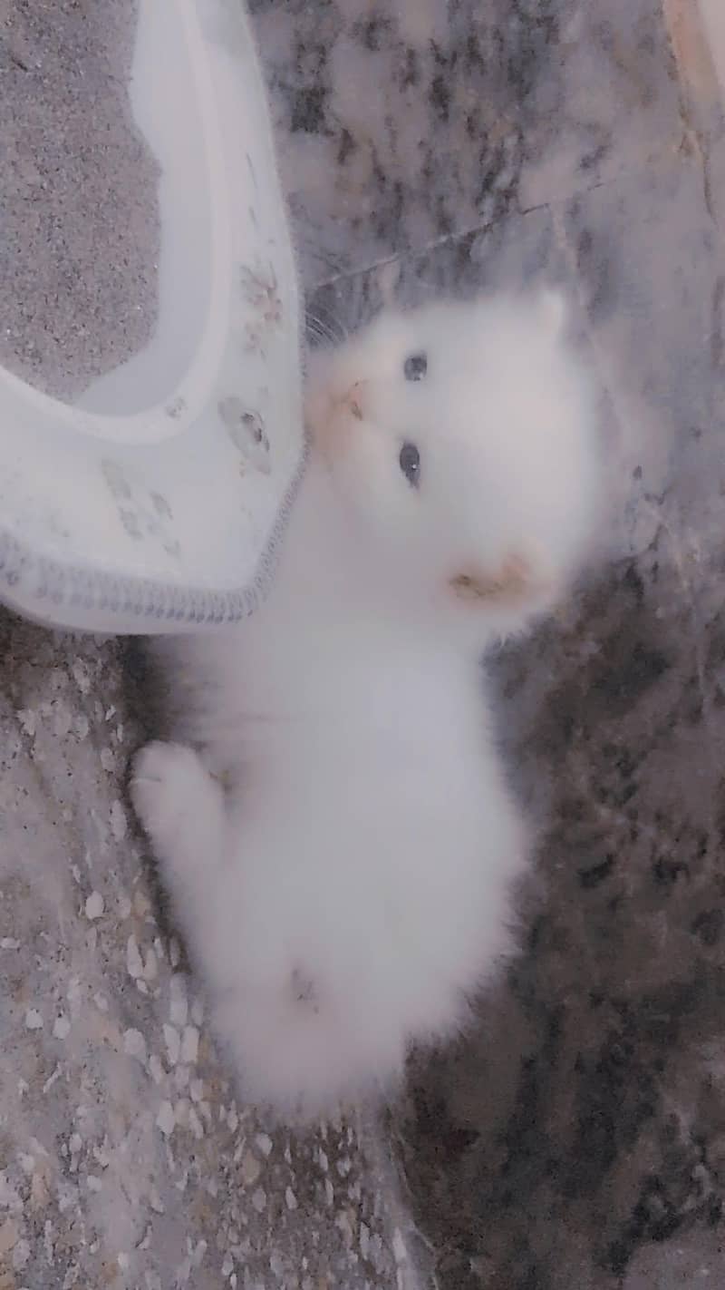 kitten 1