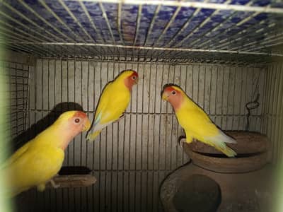 Lotino and Cocktail