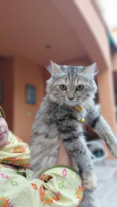 Cat Female Persian