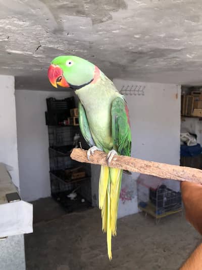 raw parrot male