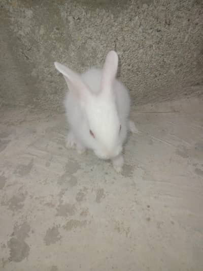 rabbit babby