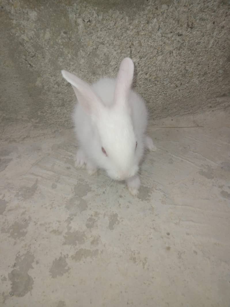 rabbit babby 0