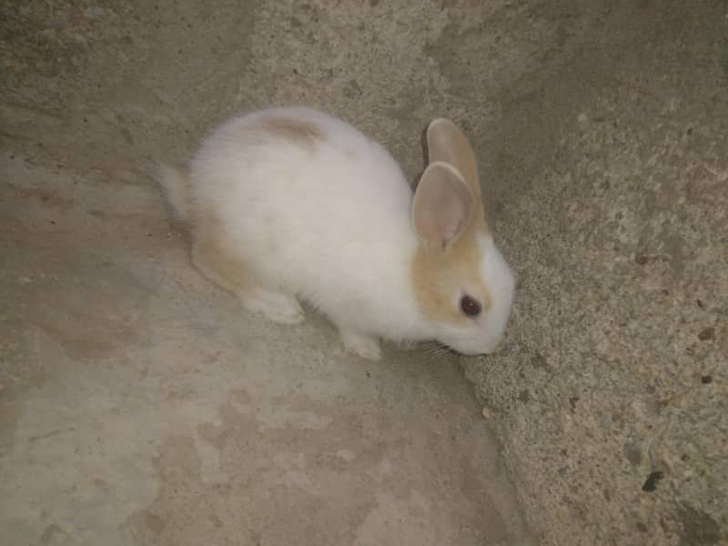 rabbit babby 1