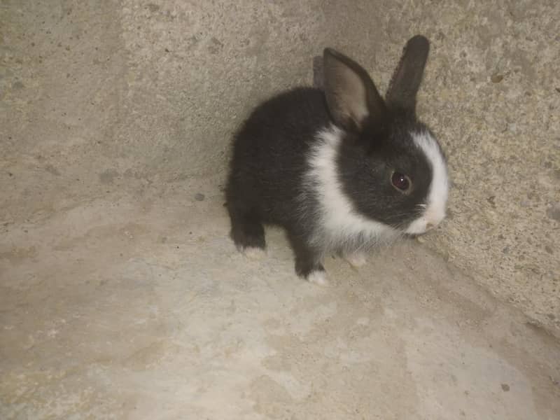 rabbit babby 2
