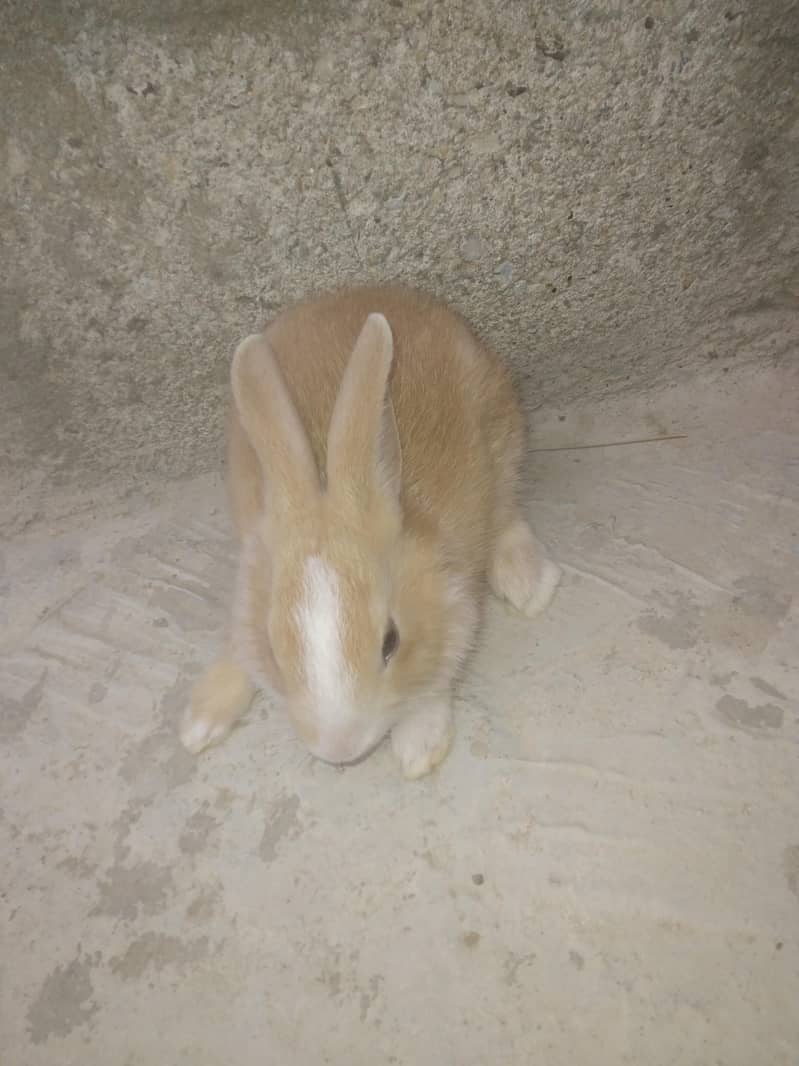 rabbit babby 3