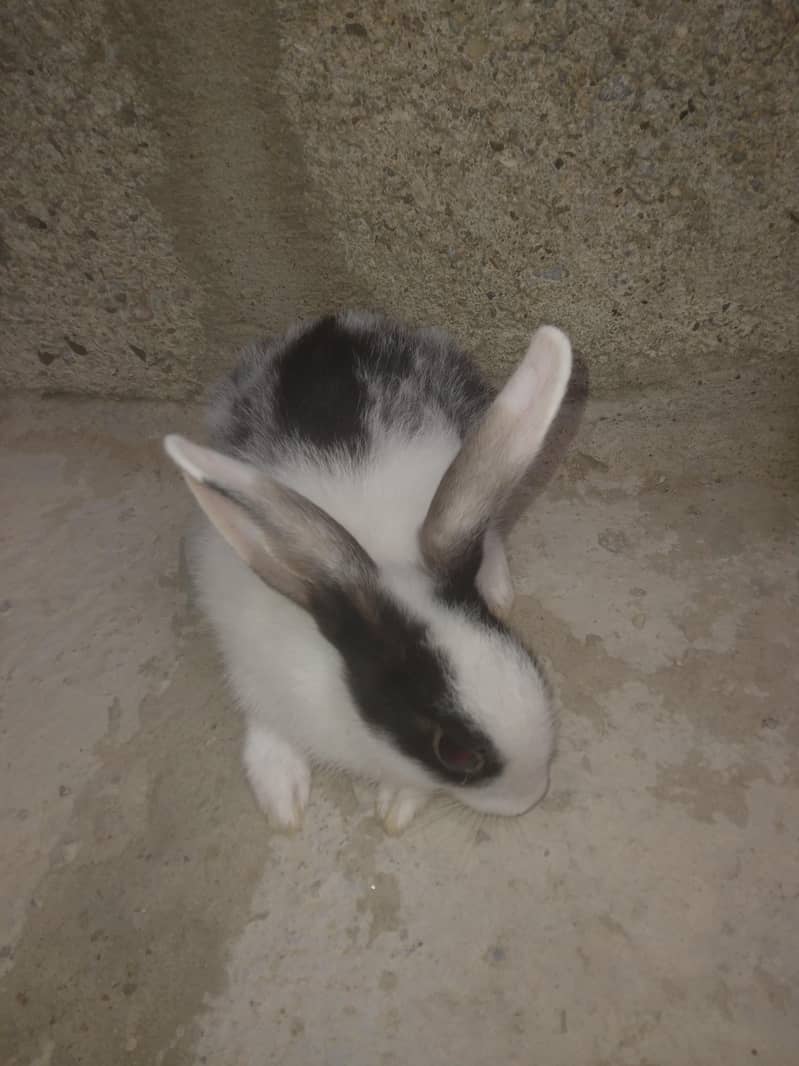 rabbit babby 4