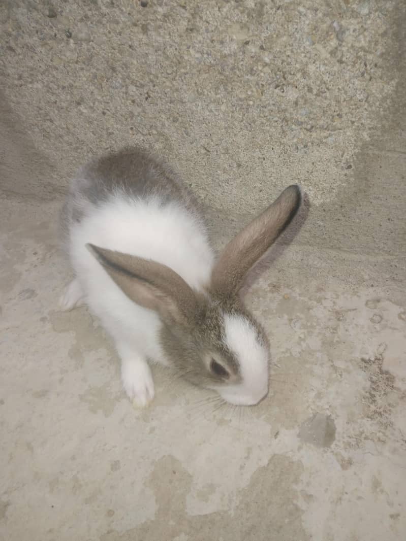 rabbit babby 5