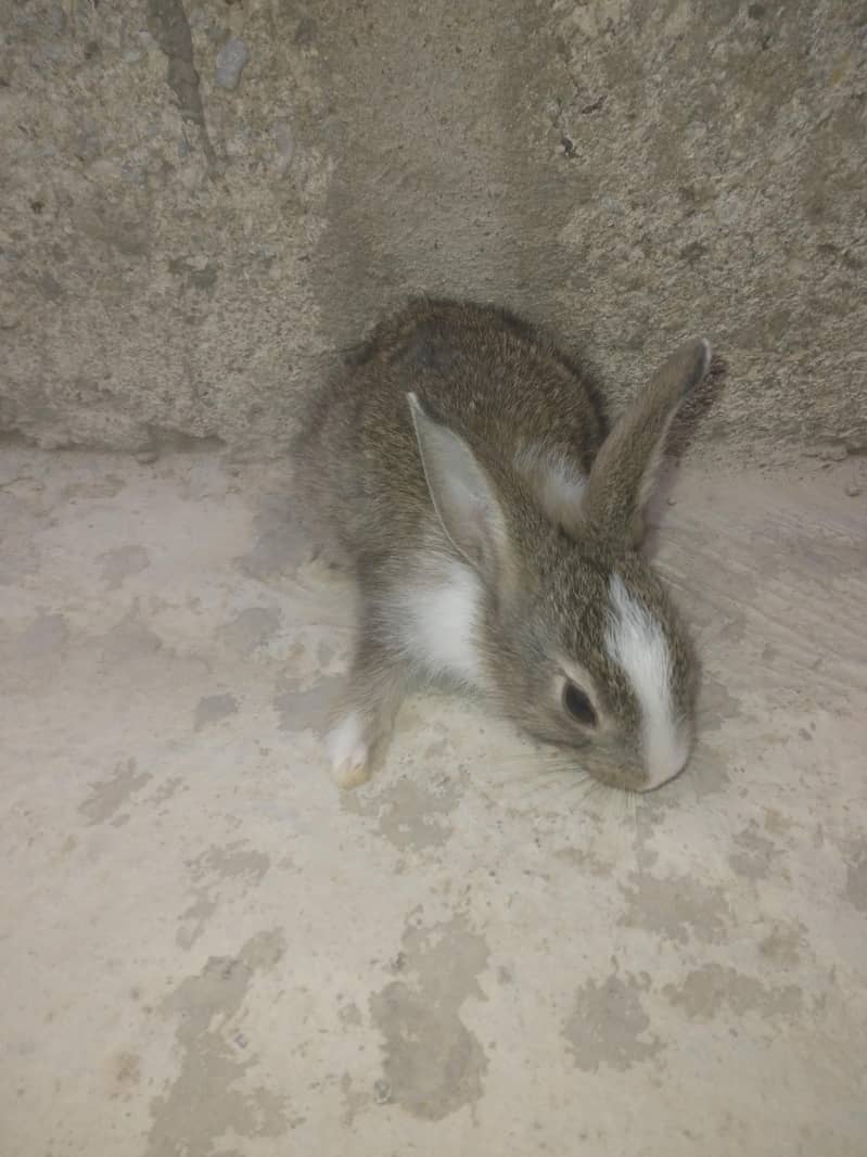 rabbit babby 6
