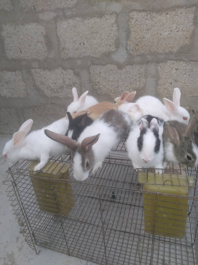 rabbit babby 7