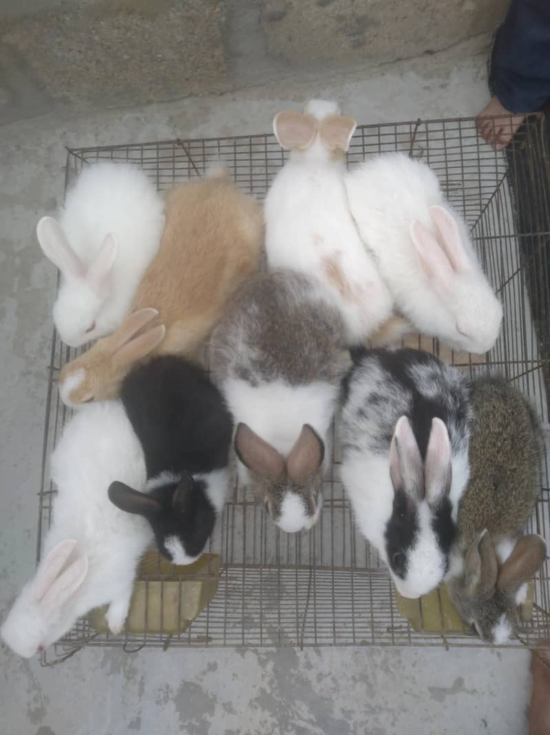 rabbit babby 8