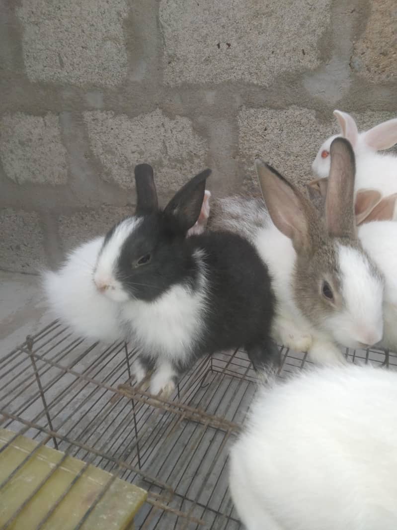 rabbit babby 9