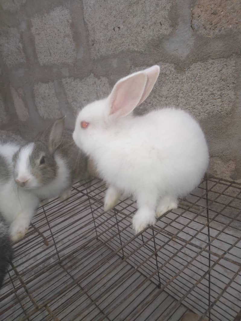rabbit babby 10