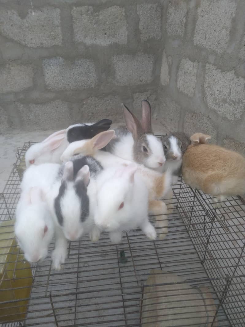 rabbit babby 11
