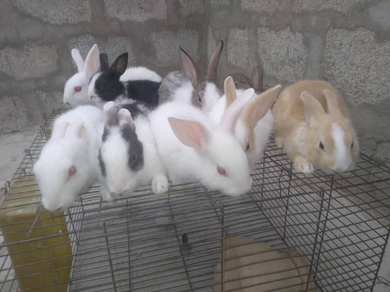 rabbit babby 12