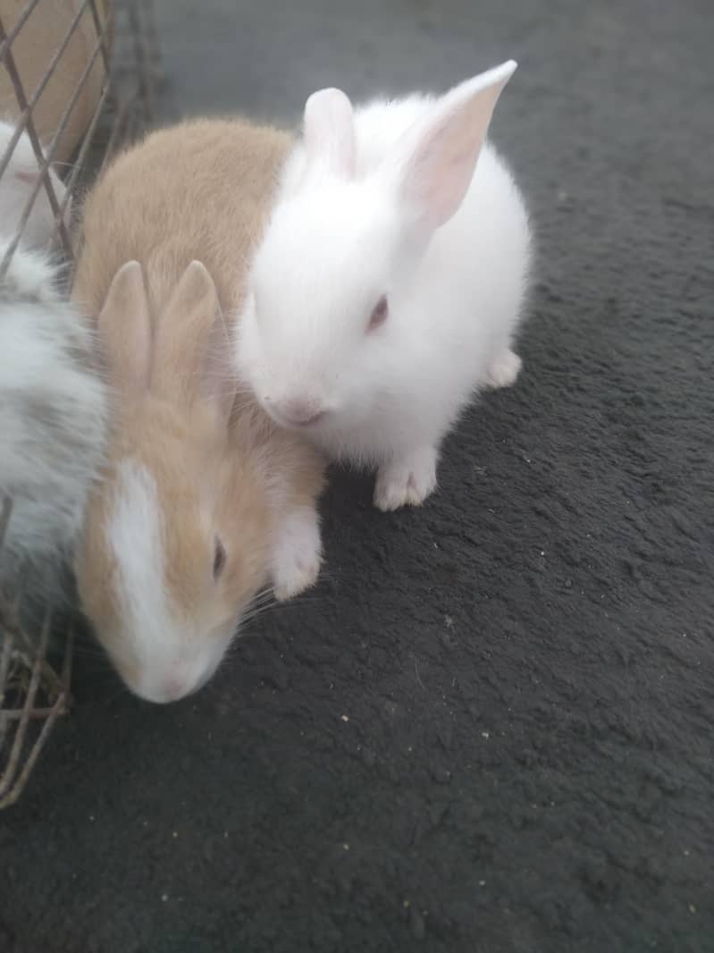 rabbit babby 13