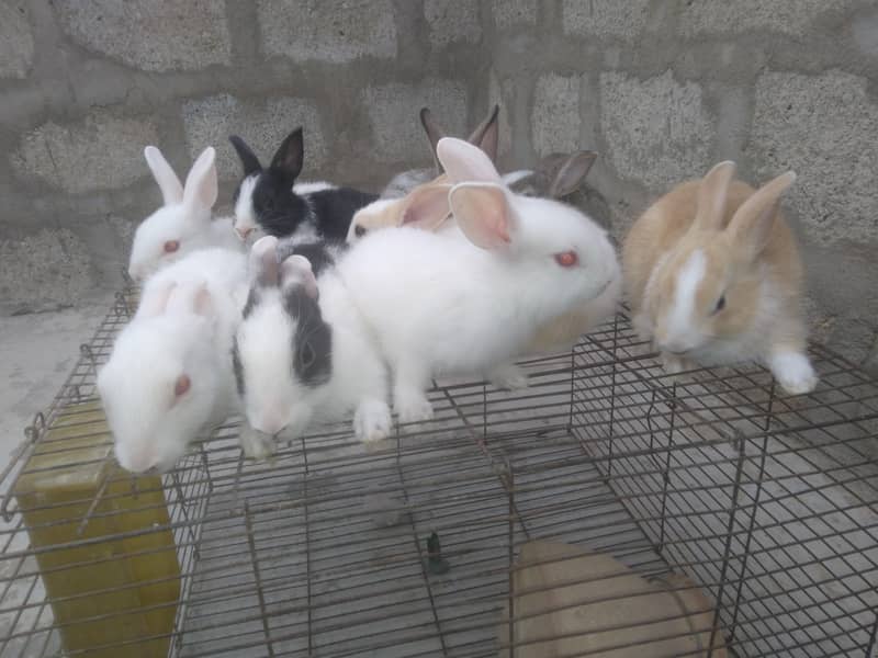 rabbit babby 14