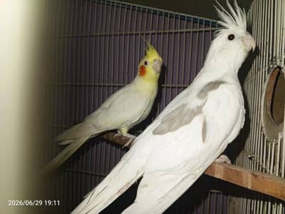 Cocktail pair
