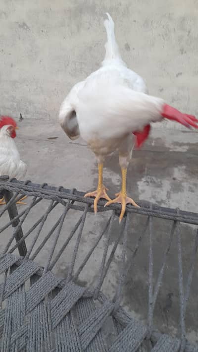 White Cock