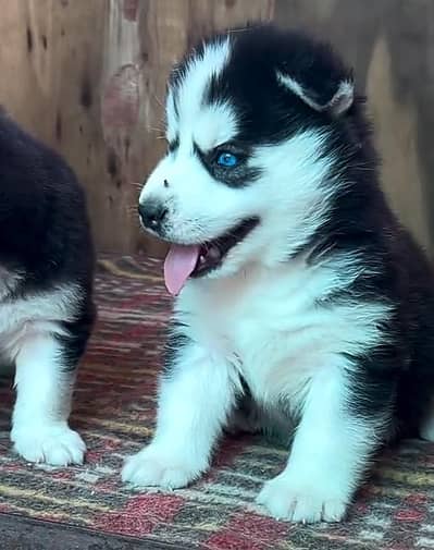 Siberian Husky Blue Eyes Puppy – 2 Months Old