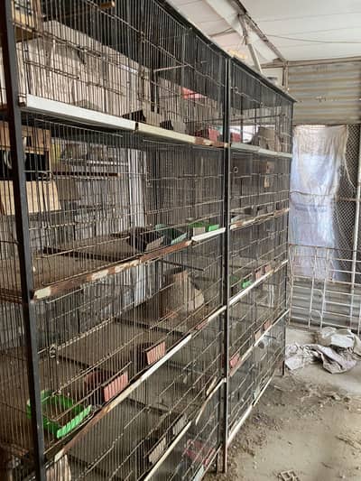 Cage | Hens Cage | Birds Cage | Pinjra | Cats Cage