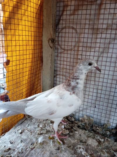 pr pece 1200 pigeon for sale