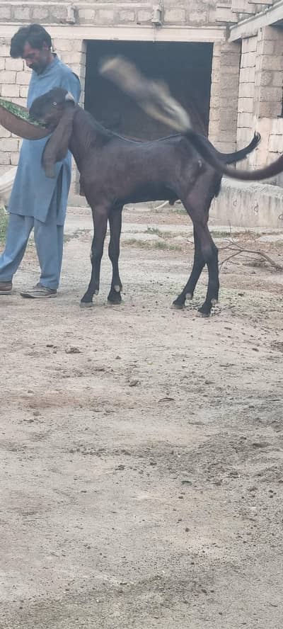 Nagra beteel breeder 03175408901