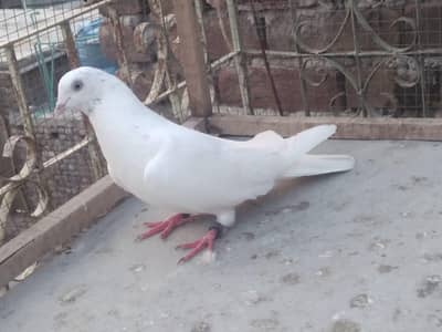 sialkoti breeder pigeon for sale