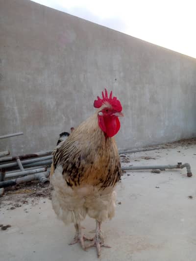 COCHIN BREEDER MURGA