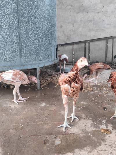 Aseel Hens