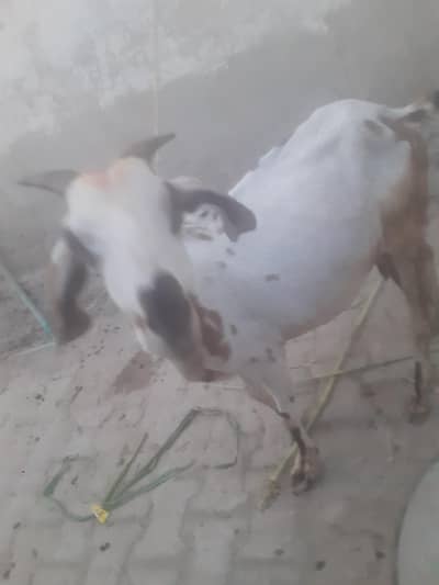 Teddy Cross Bakri 4 Dant - Top Quality - Bahawalpur Location