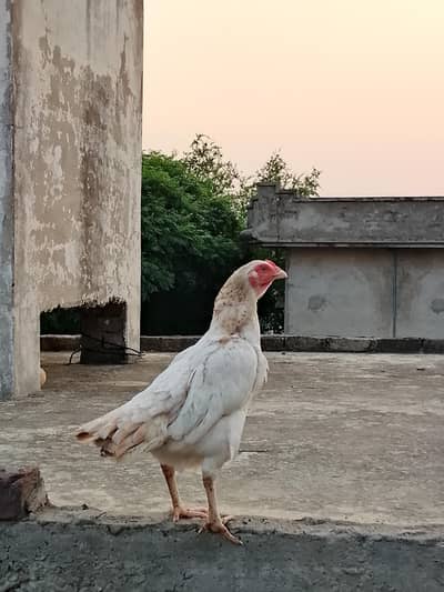 aseel cheni