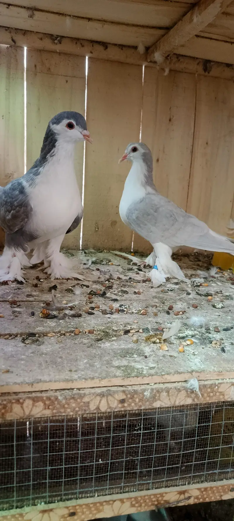sherazi + karbalai — photo 2