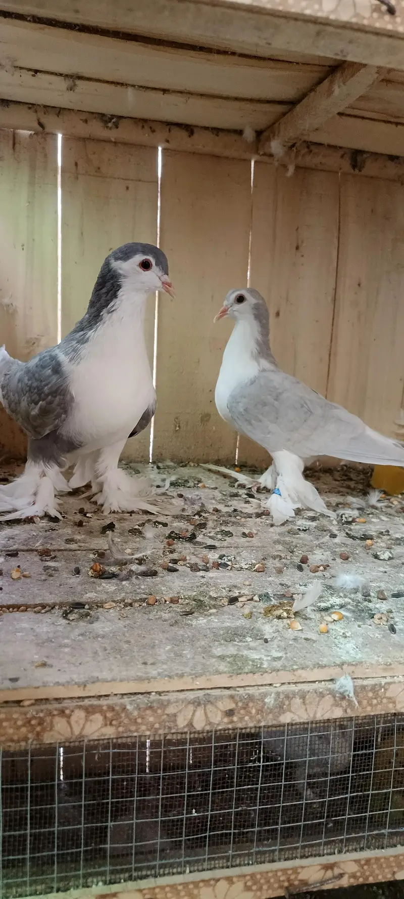 sherazi + karbalai — photo 3