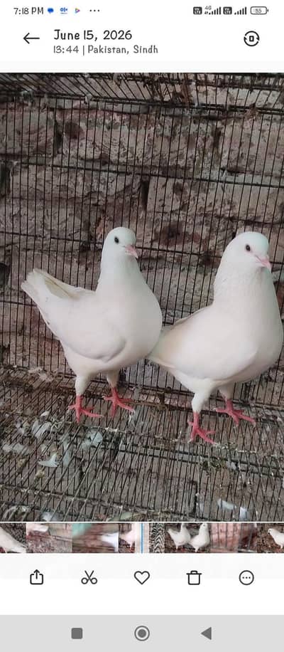 fancy pigeon