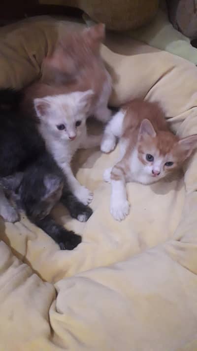 Mix bread , Double  coated cats