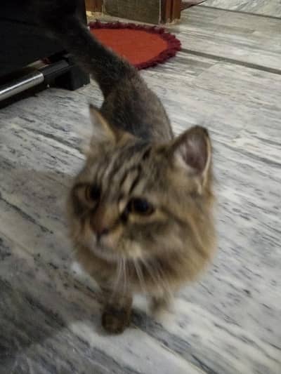 Persian Siberian Cat Male