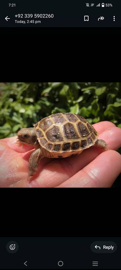 TURTLES FOE SALE