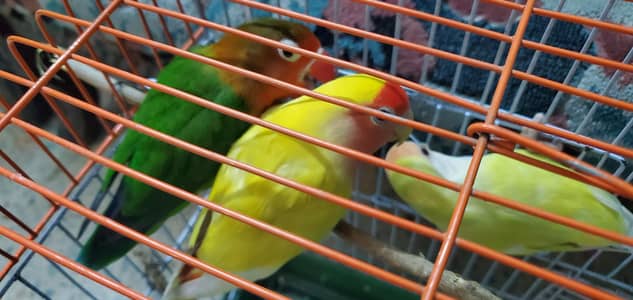 Fancy Love bird ,Lotino